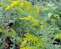 solidago odora 10-10.jpg